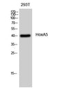 Anti-HOXA5 antibody (N-Term) (STJ93576) – Figure 1 of 1