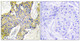 Anti-IARS2 antibody (71-120 aa) (STJ93632) – Figure 1 of 1
