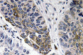 Anti-IgA antibody (227-276 aa) (STJ93646) – Figure 1 of 1