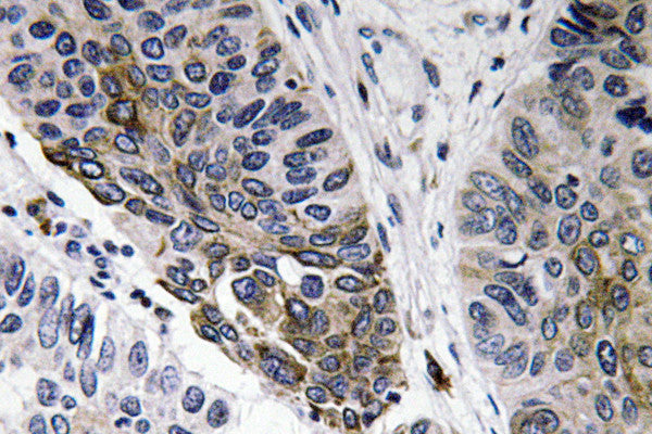 Anti-IgA antibody (227-276 aa) (STJ93646) – Figure 1 of 1