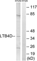 Anti-PTGR1 antibody (75-124 aa) (STJ93962) – Figure 1 of 1