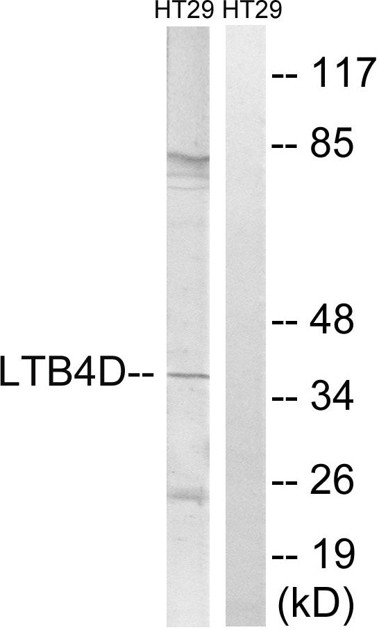 Anti-PTGR1 antibody (75-124 aa) (STJ93962) – Figure 1 of 1