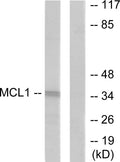 Anti-MCL1 antibody (91-140 aa) (STJ94044) – Figure 1 of 1
