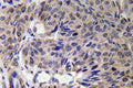 Anti-MFN2 antibody (354-403 aa) (STJ94105) – Figure 1 of 1