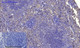 Anti-MIF antibody (25-74 aa) (STJ94126) – Figure 1 of 1