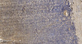 Anti-MYL12A antibody (5-54) (STJ94143) – Figure 1 of 1