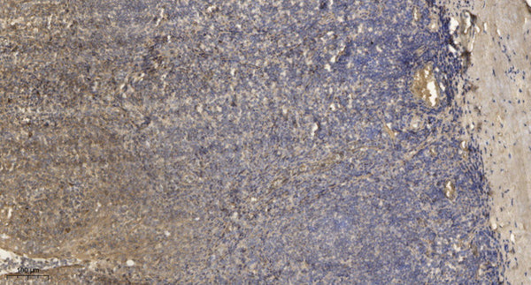 Anti-MYL12A antibody (5-54) (STJ94143) – Figure 1 of 1