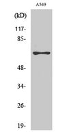 Anti-MNT antibody (315-364) (STJ94174) – Figure 1 of 1