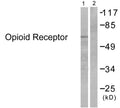 Anti-OPRM1 antibody (341-390) (STJ94181) – Figure 1 of 1