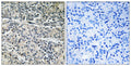 Anti-ATP5MJ antibody (9-58) (STJ94187) – Figure 1 of 1