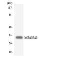 Anti-MRGPRG antibody (231-280) (STJ94199) – Figure 1 of 1