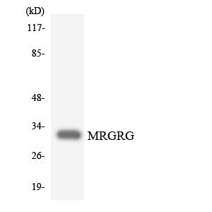 Anti-MRGPRG antibody (231-280) (STJ94199) – Figure 1 of 1