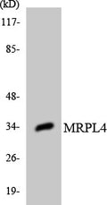 Anti-MRPL4 antibody (90-139) (STJ94226) – Figure 1 of 1