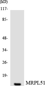 Anti-MRPL51 antibody (51-100) (STJ94235) – Figure 1 of 1