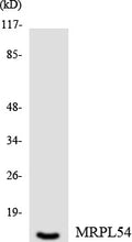 Anti-MRPL54 antibody (81-130) (STJ94237) – Figure 1 of 1