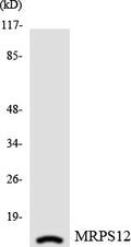 Anti-MRPS12 antibody (21-70) (STJ94239) – Figure 1 of 1