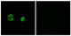 Anti-MRPS22 antibody (231-280) (STJ94246) – Figure 1 of 1