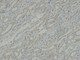 Anti-ATP1A1 antibody (5-54) (STJ94338) – Figure 1 of 1