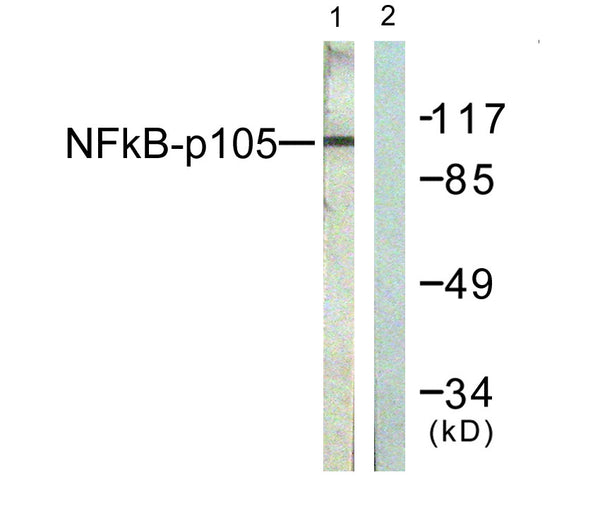 Anti-NFKB1 antibody (896-945) (STJ94463) – Figure 1 of 1