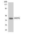 Anti-OR5P2 antibody (193-242) (STJ94781) – Figure 1 of 1