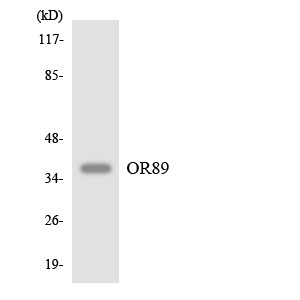 Anti-olfr89 antibody (220-269) (STJ94803) – Figure 1 of 1