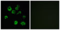 Anti-HCRTR1 antibody (298-347 aa) (STJ94837) – Figure 1 of 1