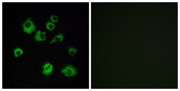 Anti-HCRTR1 antibody (298-347 aa) (STJ94837) – Figure 1 of 1