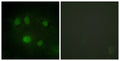 Anti-DDX5 antibody (565-614 aa) (STJ94913) – Figure 1 of 1