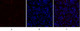Anti-PDPK1 antibody (210-259 aa) (STJ95010) – Figure 1 of 1
