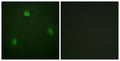 Anti-PIN1 antibody (1-50 aa) (STJ95095) – Figure 1 of 1