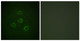 Anti-PPP2CA antibody (260-309 aa) (STJ95195) – Figure 1 of 1