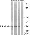 Anti-PRSS33 antibody (18-67 aa) (STJ95236) – Figure 1 of 1