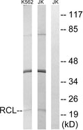 Anti-DNPH1 antibody (1-50 aa) (STJ95397) – Figure 1 of 1