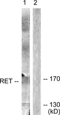 Anti-RET antibody (881-930 aa) (STJ95421) – Figure 1 of 1
