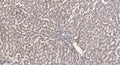 Anti-NR1D1 antibody (350-430 aa) (STJ95423) – Figure 1 of 1
