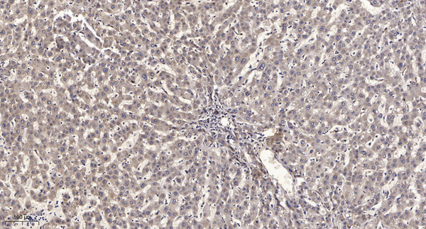 Anti-NR1D1 antibody (350-430 aa) (STJ95423) – Figure 1 of 1