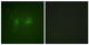 Anti-RGS16 antibody (141-190 aa) (STJ95439) – Figure 1 of 1