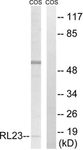 Anti-RPL23 antibody (51-100 aa) (STJ95466) – Figure 1 of 1