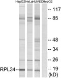 Anti-RPL34 antibody (41-90 aa) (STJ95473) – Figure 1 of 1