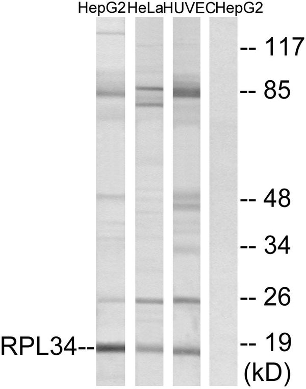 Anti-RPL34 antibody (41-90 aa) (STJ95473) – Figure 1 of 1