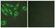 Anti-RPS6 antibody (191-240 aa) (STJ95504) – Figure 1 of 1