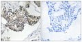 Anti-RSAD1 antibody (298-347 aa) (STJ95544) – Figure 1 of 1