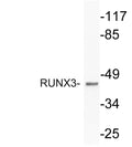 Anti-RUNX3 antibody (133-182 aa) (STJ95559) – Figure 1 of 1