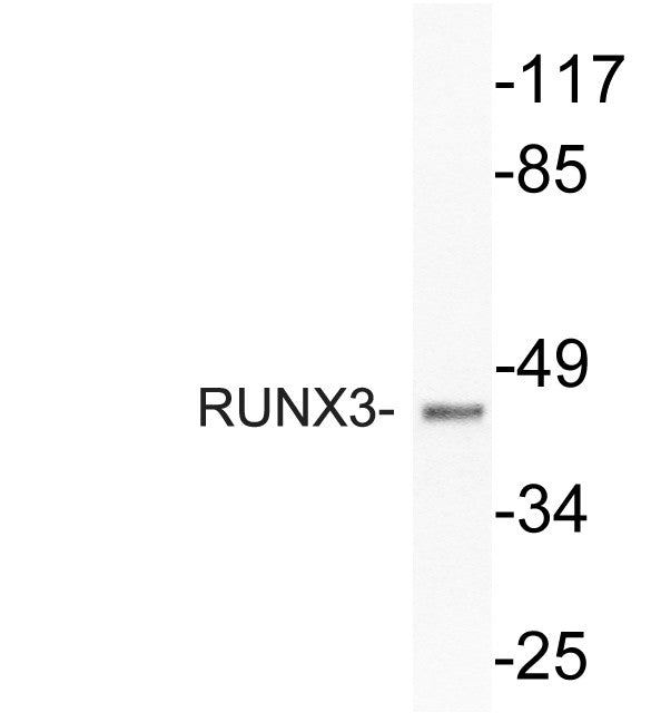 Anti-RUNX3 antibody (133-182 aa) (STJ95559) – Figure 1 of 1