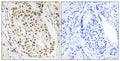 Anti-HNRNPUL2 antibody (601-650 aa) (STJ95573) – Figure 1 of 1