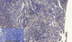Anti-SIRT1 antibody (13-62 aa) (STJ95667) – Figure 1 of 1
