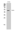 Anti-HTR3D antibody (10-90 aa) (STJ95767) – Figure 1 of 1
