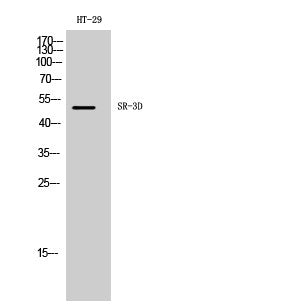 Anti-HTR3D antibody (10-90 aa) (STJ95767) – Figure 1 of 1
