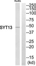Anti-SYT13 antibody (321-370 aa) (STJ95853) – Figure 1 of 1