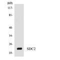 Anti-SDC2 antibody (81-130 aa) (STJ95855) – Figure 1 of 1